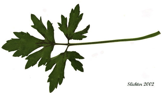 Leaf of Creeping Buttercup, Double-flowered Creeping Buttercup: Ranunculus repens (Synonyms: Ranunculus repens var. erectus, Ranunculus repens var. glabratus, Ranunculus repens var. pleniflorus, Ranunculus repens var. repens) 