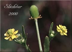Blister Buttercup, Cursed Buttercup, Celery-leaved Buttercup, Celeryleaved Buttercup, Division Blister Buttercup: Ranunculus sceleratus var. multifidus (Synonym: Ranunculus sceleratus ssp. multifidus)