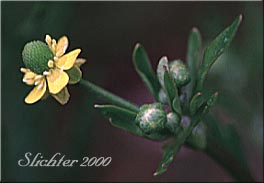 Flower of celery-leaf buttercup: Ranunculus sceleratus