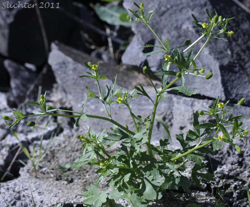 Blister Buttercup, Celery-leaf Buttercup, Cursed Buttercup, Division Blister Buttercup: Ranunculus sceleratus var. multifidus (Synonyms: Ranunculus sceleratus ssp. multifidus)