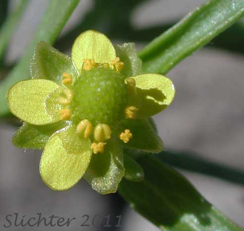 Flower of Blister Buttercup, Celery-leaf Buttercup, Cursed Buttercup, Division Blister Buttercup: Ranunculus sceleratus var. multifidus (Synonyms: Ranunculus sceleratus ssp. multifidus)