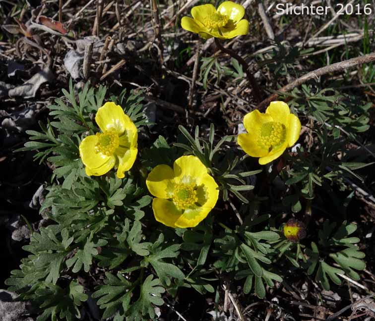 The Dalles Mountain Buttercup, Obscure Buttercup: Ranunculus triternatus (Synonyms: Ranunculus glaberrimus var. reconditus, Ranunculus reconditus) 