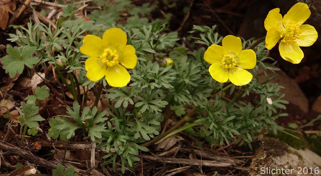 Dalles Mountain Buttercup, Obscure Buttercup: Ranunculus triternatus (Synonyms: Ranunculus glaberrimus var. reconditus, Ranunculus reconditus)