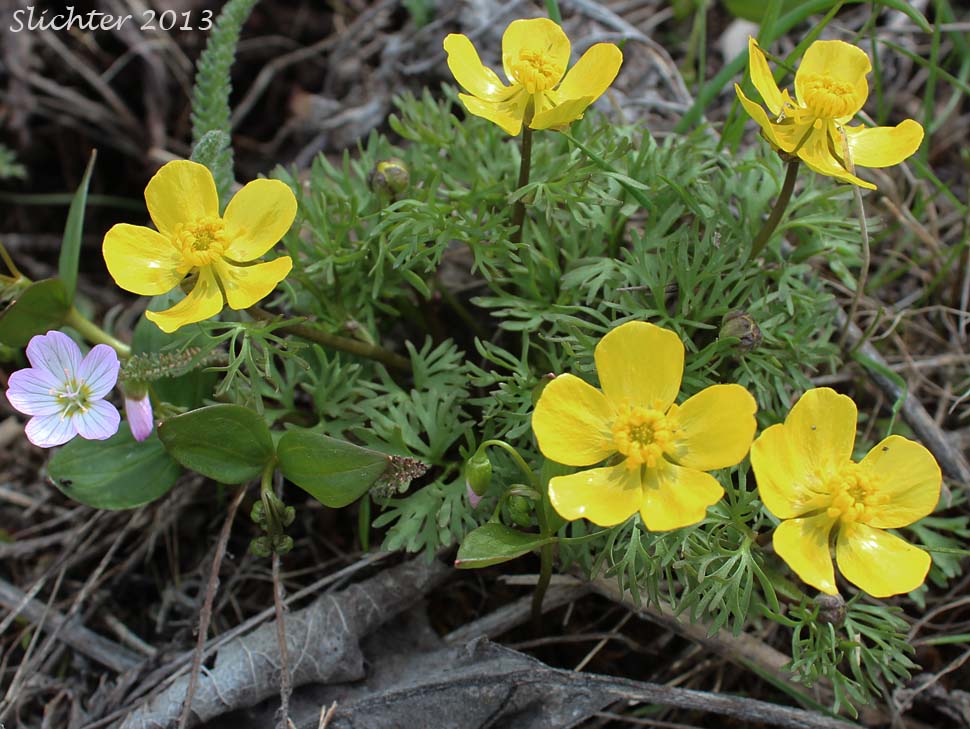Dalles Mountain Buttercup, Obscure Buttercup: Ranunculus triternatus (Synonyms: Ranunculus glaberrimus var. reconditus, Ranunculus reconditus) with western springbeauty (Claytonia lanceolata)