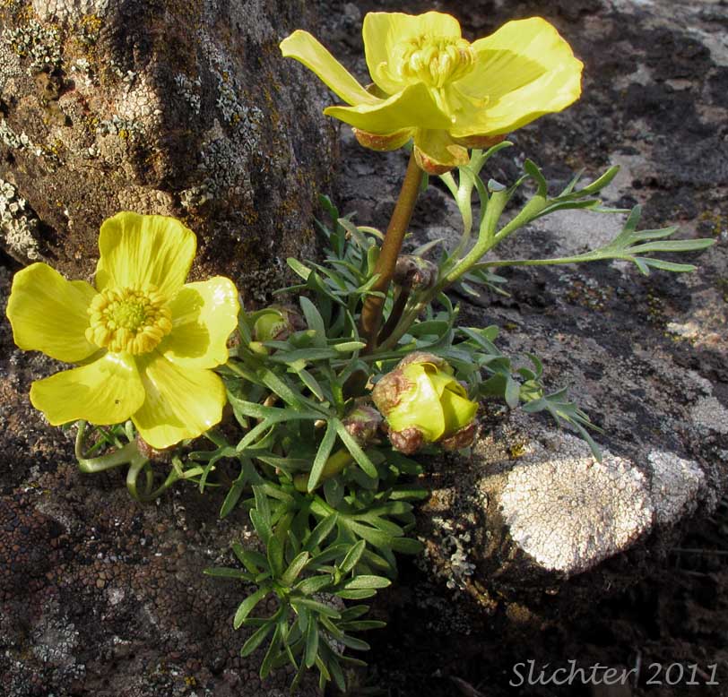 obscure buttercup: Ranunculus triternatus