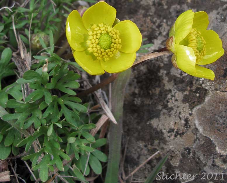 obscure buttercup: Ranunculus triternatus