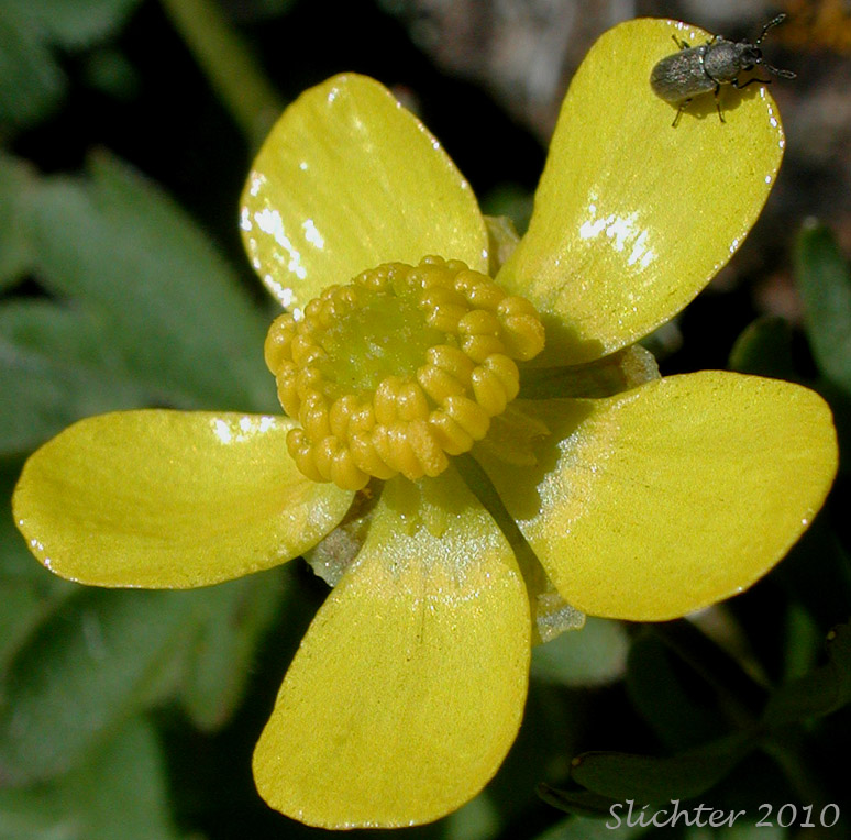 Beetle on flower of Dalles Mountain Buttercup, Obscure Buttercup: Ranunculus triternatus (Synonyms: Ranunculus glaberrimus var. reconditus, Ranunculus reconditus)