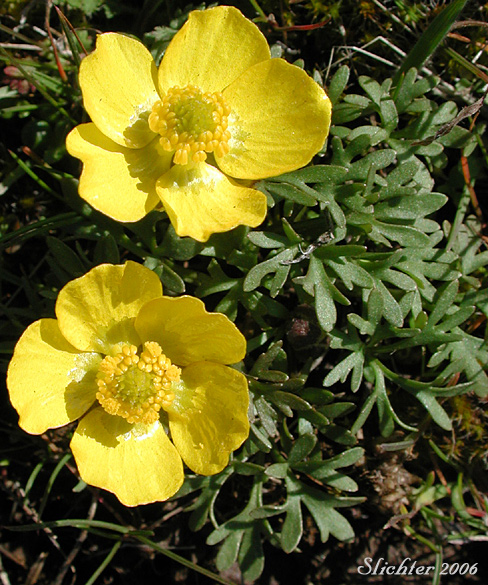 Dalles Mountain Buttercup, Obscure Buttercup: Ranunculus triternatus (Synonyms: Ranunculus glaberrimus v. reconditus, Ranunculus reconditus)