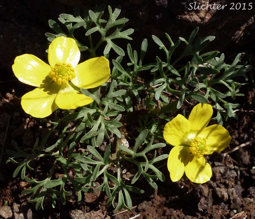 Dalles Mountain Buttercup, Obscure Buttercup: Ranunculus triternatus (Synonyms: Ranunculus glaberrimus var. reconditus, Ranunculus reconditus)