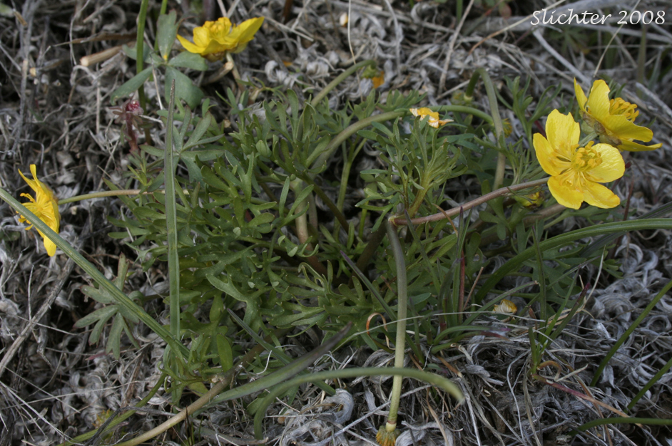 Dalles Mountain Buttercup, Obscure Buttercup: Ranunculus triternatus (Synonyms: Ranunculus glaberrimus v. reconditus, Ranunculus reconditus)