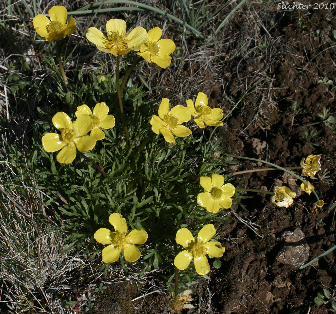 Obscure buttercup: Ranunculus triternatus