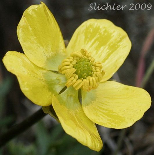 Flower of Dalles Mountain Buttercup, Obscure Buttercup: Ranunculus triternatus (Synonyms: Ranunculus glaberrimus v. reconditus, Ranunculus reconditus)