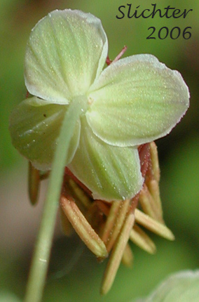 Male flower of Western Meadowrue, Western Meadow-rue: Thalictrum occidentale (Synonyms: Thalictrum occidentale var. macounii, Thalictrum occidentale var. occidentale, Thalictrum occidentale var. palousense)