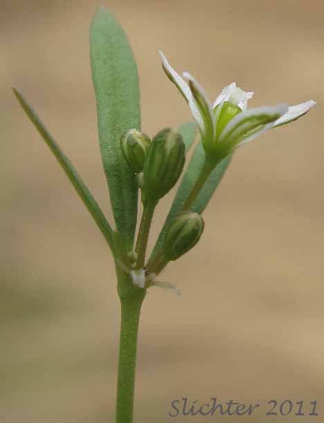 Close-up sideview of a flower of Carpetweed, Green Carpetweed, Indian Chickweed: Mollugo verticillata (Synonym: Mollugo berteriana)
