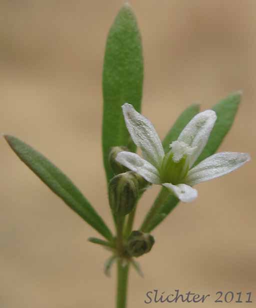Close-up view of a flower of Carpetweed, Green Carpetweed, Indian Chickweed: Mollugo verticillata (Synonym: Mollugo berteriana)