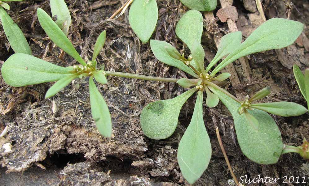 Basal leaf rosette of Carpetweed, Green Carpetweed, Indian Chickweed: Mollugo verticillata (Synonym: Mollugo berteriana)