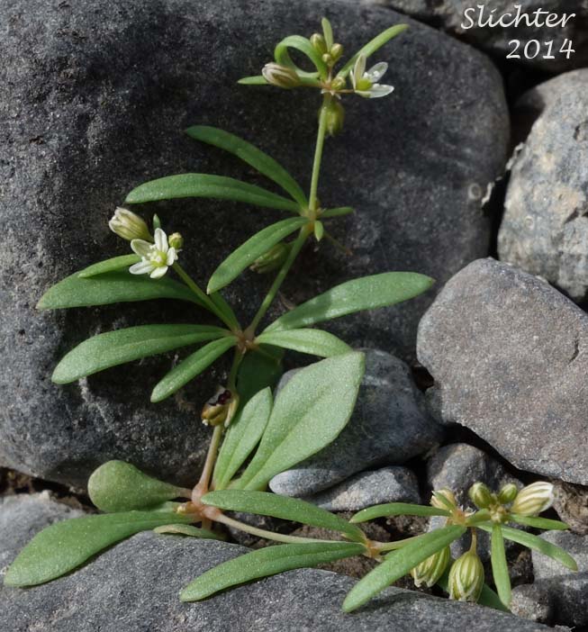 Carpetweed, Green Carpetweed, Indian Chickweed: Mollugo verticillata (Synonym: Mollugo berteriana)
