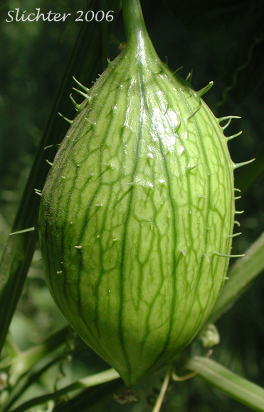 Fruit of Bigroot, Coastal Manroot, Manroot, Old Man-in-the-ground, Oregon Bigroot, Wild Cucumber: Marah oreganus (Synonym: Echinocystis oregana)