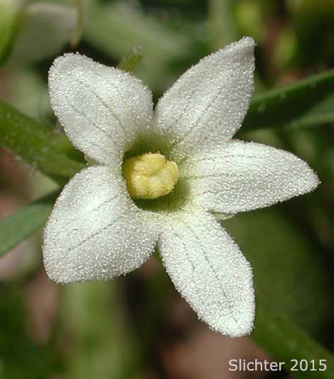 Flower of Bigroot, Coastal Manroot, Manroot, Old Man-in-the-ground, Oregon Bigroot, Wild Cucumber: Marah oreganus (Synonym: Echinocystis oregana)