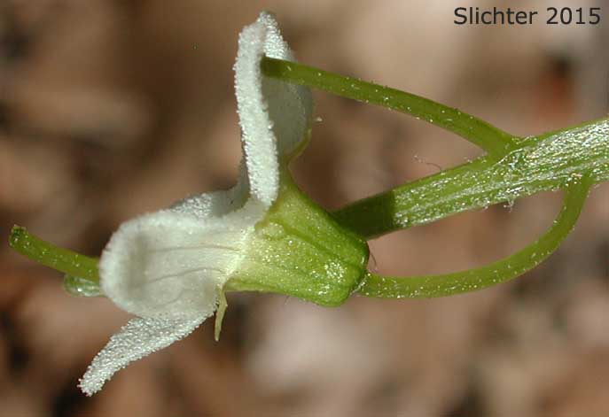 Male flower of Bigroot, Coastal Manroot, Manroot, Old Man-in-the-ground, Oregon Bigroot, Wild Cucumber: Marah oreganus (Synonym: Echinocystis oregana)