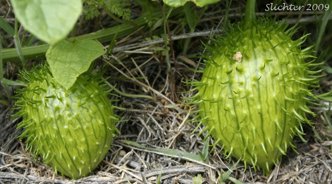 Fruits of Bigroot, Coastal Manroot, Manroot, Old Man-in-the-ground, Oregon Bigroot, Wild Cucumber: Marah oreganus (Synonym: Echinocystis oregana)
