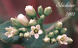 Flowers of Common Dogbane, Hemp Dogbane, Indian-hemp: Apocynum cannabinum (Synonyms: Apocynum cannabinum var. glaberrimum, Apocynum cannabinum var. suksdorfii, Apocynum sibiricum)