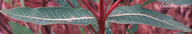 Stem leaves of Common Dogbane, Hemp Dogbane, Indian-hemp: Apocynum cannabinum (Synonyms: Apocynum cannabinum var. glaberrimum, Apocynum cannabinum var. suksdorfii, Apocynum sibiricum)