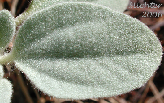 Leaf of Doveweed, Fish Poison, Turkey Mullein: Eremocarpus setigerus (Synonym: Croton setigerus)