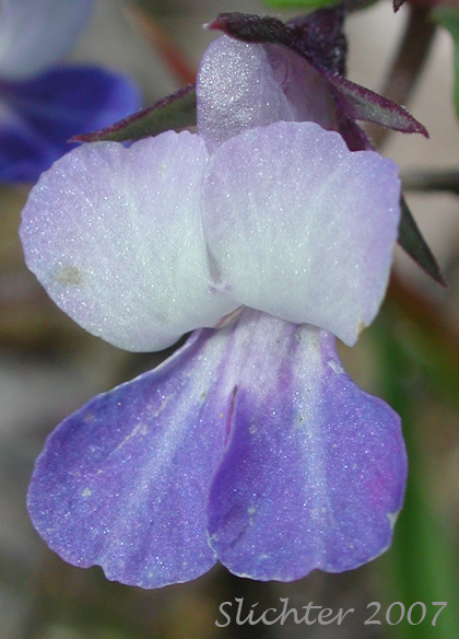 Close-up of a flower of Blue-lips Blue-eyed Mary, Giant Blue-eyed Mary, Large-flowered Blue-eyed Mary: Collinsia grandiflora (Synonym: Collinsia parviflora var. grandiflora)