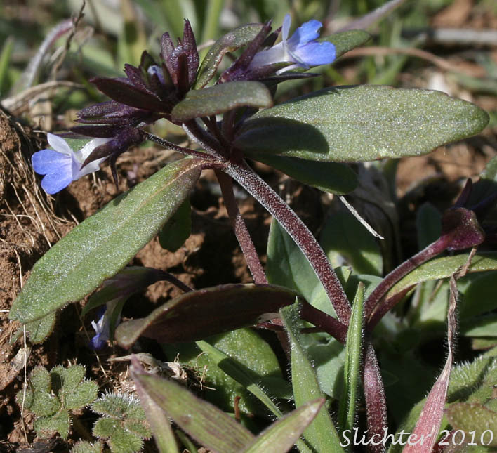 Small-flowered Blue-eyed Mary, Maiden Blue-eyed Mary: Collinsia parviflora (Synonym: Collinsia grandiflora var. pusilla)