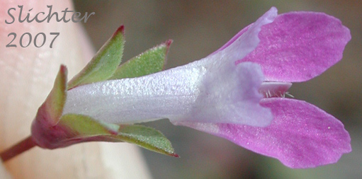 Close-up upper view of a flower of Few-flowered Blue-eyed Mary, Mrs. Bruce's Blue-eyed Mary, Spinster's Blue-eyed Mary: Collinsia sparsiflora var. bruceae (Synonyms: Collinsia bruceae, Collinsia sparsiflora var. bruciae)