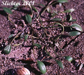 Awl-leaf Mudwort, Mudwort, Northern Mudwort, Water Mudwort: Limosella aquatica (Synonym: Limosella aquatica var. aquatica)
