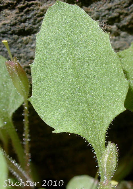 Glandular upper leaf surface of >Chickweed Monkeyflower, Chickweed Monkey-flower, Chickweed Monkey Flower, Wing-stem Monkey-flower: Mimulus alsinoides