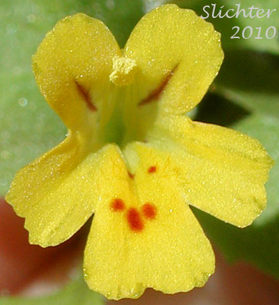 Frontal view of the corolla lobes of >Chickweed Monkeyflower, Chickweed Monkey-flower, Chickweed Monkey Flower, Wing-stem Monkey-flower: Mimulus alsinoides