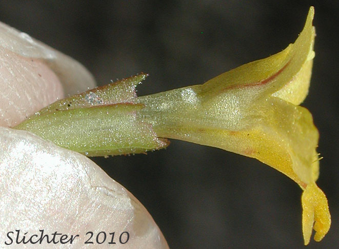Sideview of the calyx and corolla of >Chickweed Monkeyflower, Chickweed Monkey-flower, Chickweed Monkey Flower, Wing-stem Monkey-flower: Mimulus alsinoides