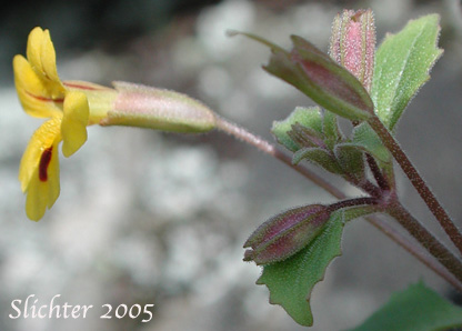Sideview of the corolla, calyx and upper stem leaves of >Chickweed Monkeyflower, Chickweed Monkey-flower, Chickweed Monkey Flower, Wing-stem Monkey-flower: Mimulus alsinoides