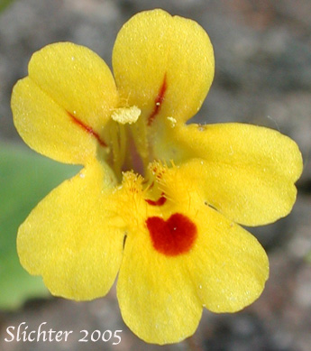 Frontal view of the corolla lobes of >Chickweed Monkeyflower, Chickweed Monkey-flower, Chickweed Monkey Flower, Wing-stem Monkey-flower: Mimulus alsinoides