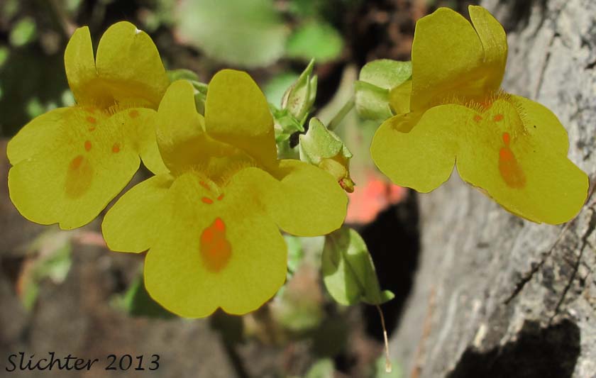 Close-up frontal view of the flowers of Common Monkeyflower, Common Monkey Flower, Seep Monkeyflower, Seep Monkey-flower: Erythranthe guttata (Synonyms: Mimulus guttatus, Mimulus guttatus var. guttatus, Mimulus guttatus var. lyratus, Mimulus guttatus var. puberulus, Mimulus lyratus) 