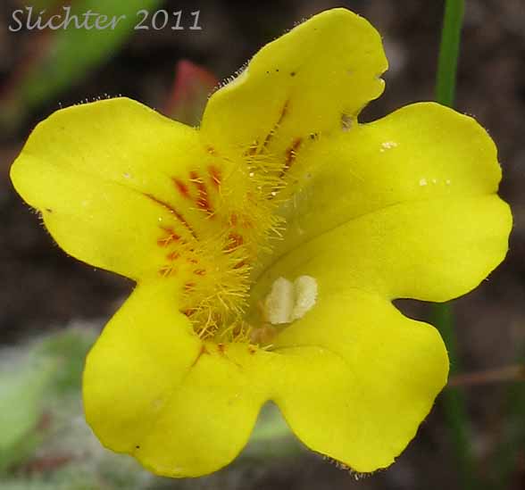 Close-up of the mouth of the corolla of Musk-flower, Musk Monkeyflower, Musk Monkey Flower, Musk-plant, Sticky Monkey-flower: Erythranthe moschata (Synonyms: Mimulus moschatus, Mimulus moschatus var. moschatus)