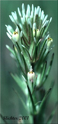 Inflorescence of Attenuate Indian Paintbrush, Narrow-leaf Owl-clover, Valley-tassels: Castilleja attenuata (Synonym: Orthocarpus attenuatus)