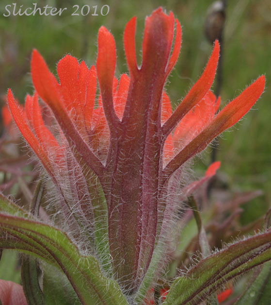 Floral bracts ofHarsh Paintbrush: Castilleja hispida var. acuta (Synonyms: Castilleja hispida ssp. acuta, Castilleja taedifera)