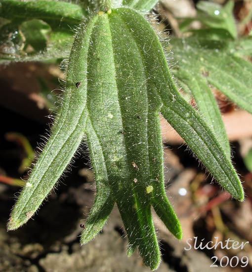 Stem leaf of Harsh Paintbrush: Castilleja hispida