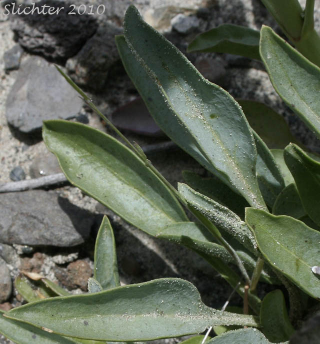 Basal leaves of Sand Penstemon, Sand Dune Penstemon, Sharp-leaved Penstemon: Penstemon acuminatus var. acuminatus (Synonym: Penstemon attenuatus var. hyacinthinus)