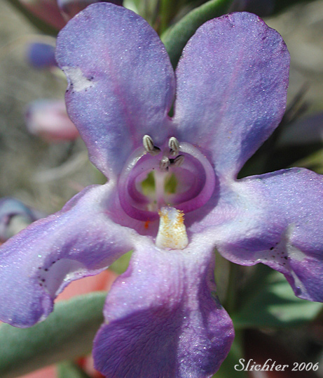 Close-up frontal view of a flower of Sand Penstemon, Sand Dune Penstemon, Sharpleaf Penstemon, Sharp-leaved Penstemon: Penstemon acuminatus var. acuminatus (Synonym: Penstemon attenuatus var. hyacinthinus)