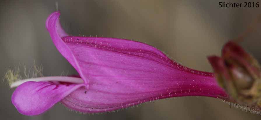 Corolla of Cutleaf Beardtongue, Cut-leaf Penstemon, Richardson's Penstemon: Penstemon richardsonii var. richardsonii
