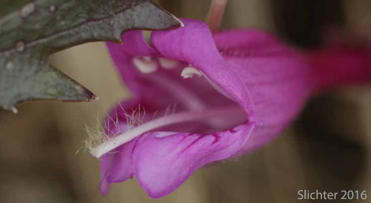 Flower of Cutleaf Beardtongue, Cut-leaf Penstemon, Richardson's Penstemon: Penstemon richardsonii var. richardsonii