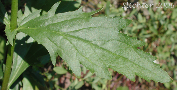 Stem leaf of Cutleaf Beardtongue, Cut-leaf Penstemon, Richardson's Penstemon: Penstemon richardsonii var. richardsonii