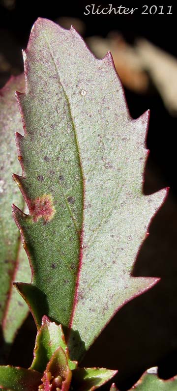 Stem leaf of Cutleaf Beardtongue, Cut-leaf Penstemon, Richardson's Penstemon: Penstemon richardsonii var. richardsonii