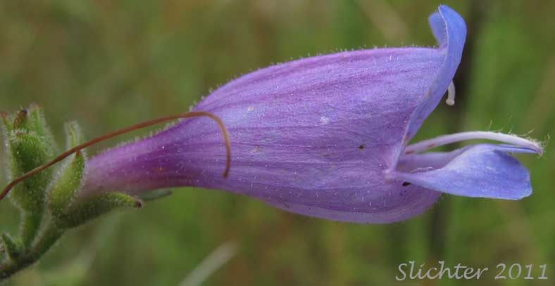 Close-up sideview of the flower of Cutleaf Beardtongue, Cut-leaf Penstemon, Richardson's Penstemon: Penstemon richardsonii var. richardsonii