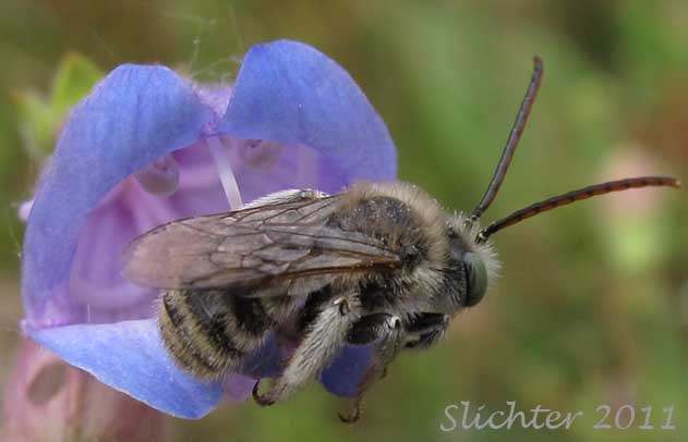 Close-up frontal view of a flower (with pollinator) of Cutleaf Beardtongue, Cut-leaf Penstemon, Richardson's Penstemon: Penstemon richardsonii var. richardsonii